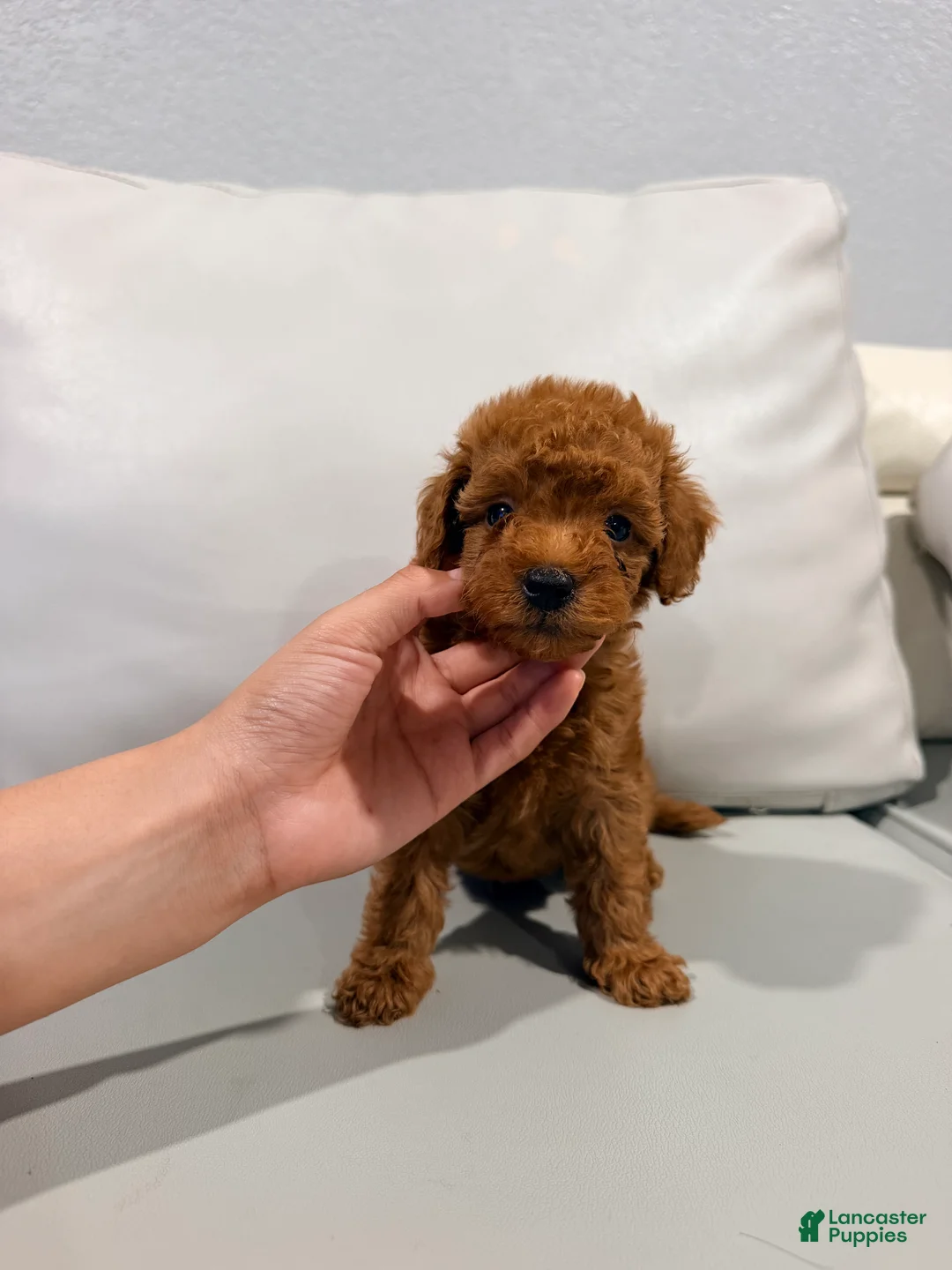 Irish Doodle dogs for sale: Prince naveen 🐸 - Ad 2