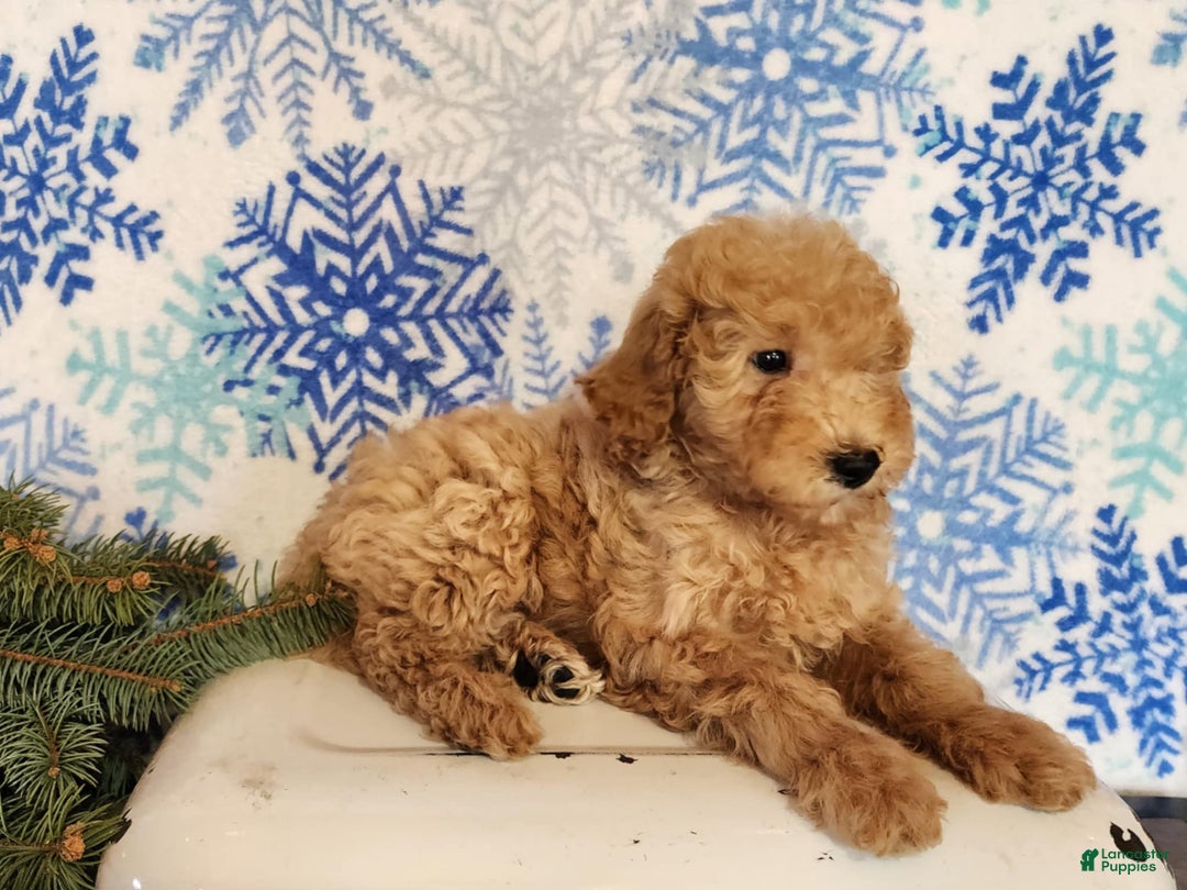 Mini Goldendoodle dogs for sale: Indy - Ad 13