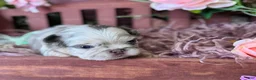 French Bulldog dogs for sale: Mrs. Butterscotch - Ad 2
