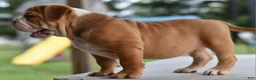 Mixed Breed dogs for sale: Hercules Bulldog hybrid  - Ad 31