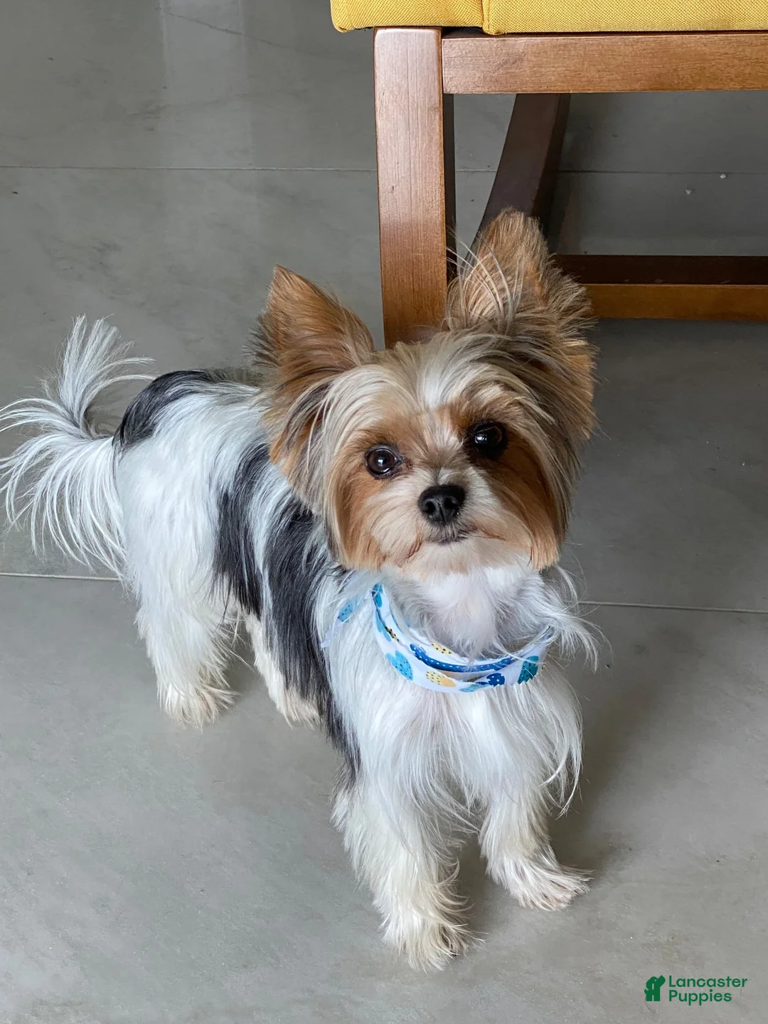 Biewer Terrier dogs for stud: Stud service Yorky Biewer  - Ad 4