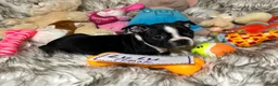 Boston Terrier dogs for sale:  LuLu - Ad 3
