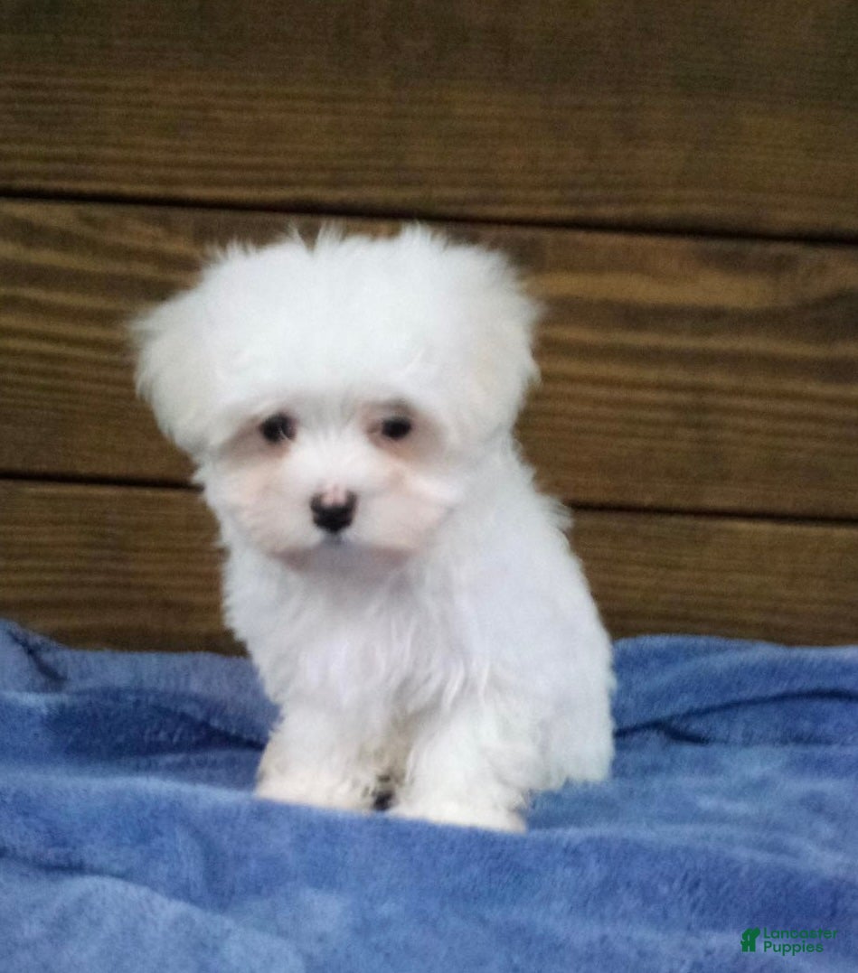 Maltese dogs Max - Ad 2
