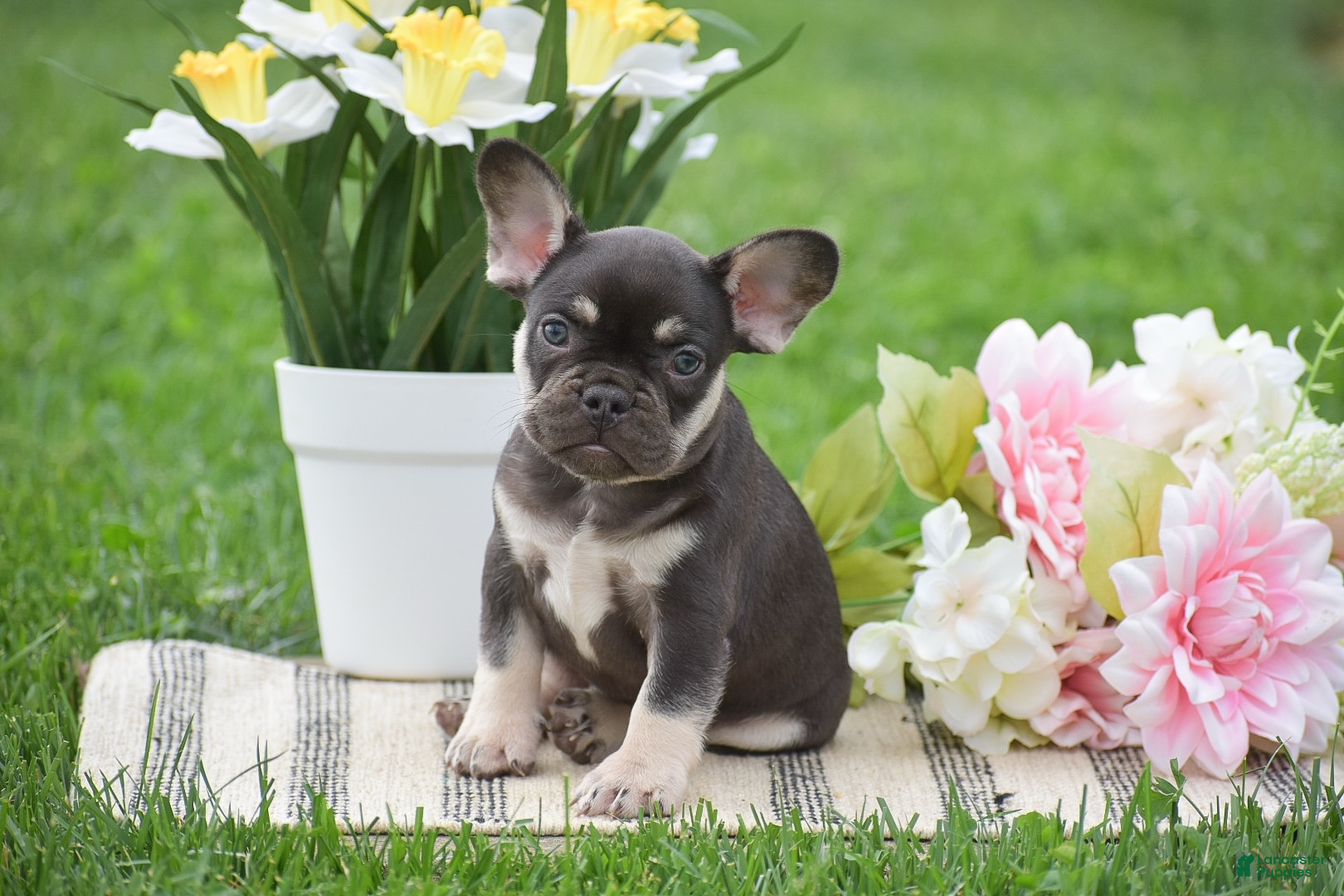French Bulldog dogs Veronica - Ad 1