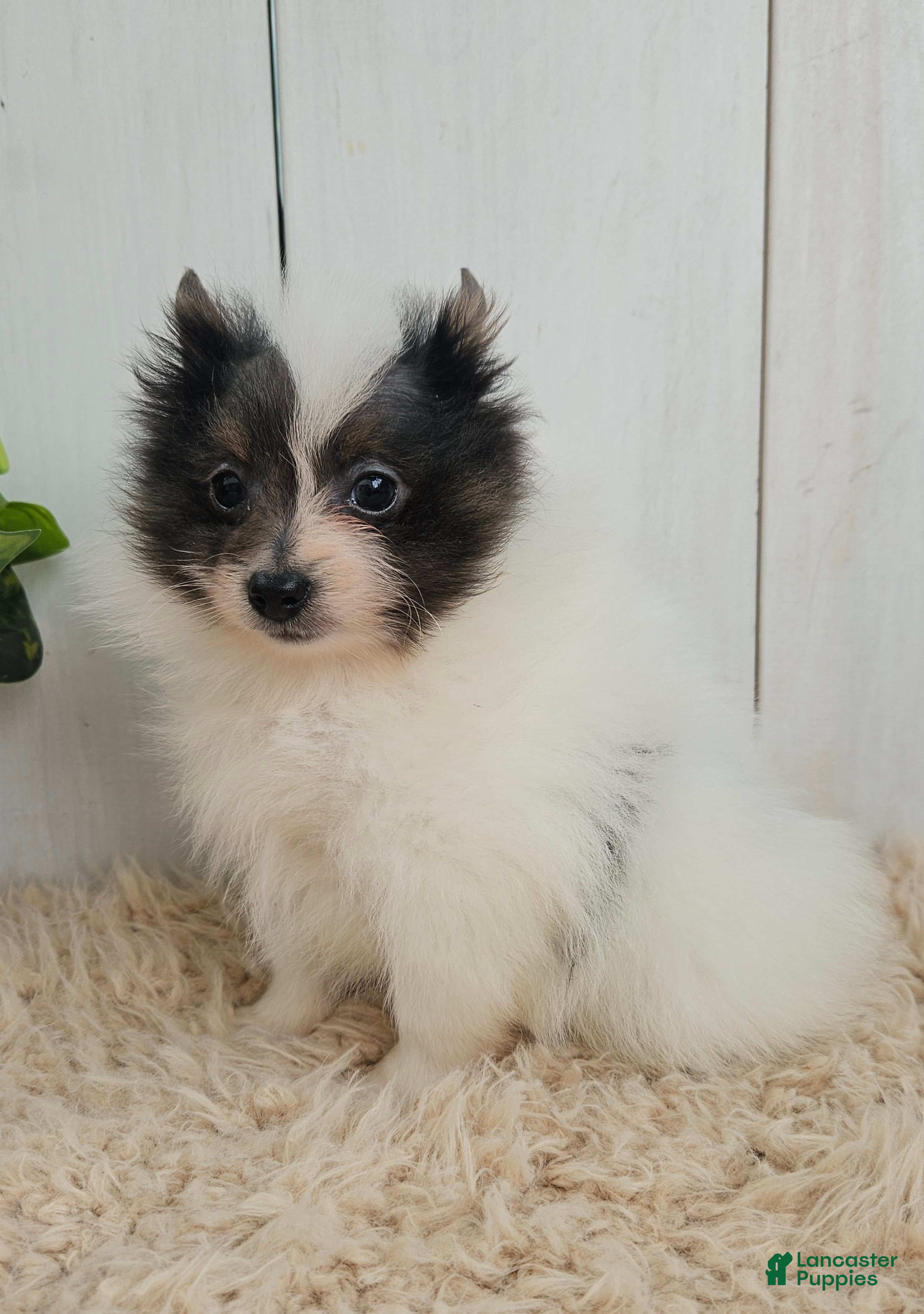 Pomeranian dogs Oreo - Ad 2