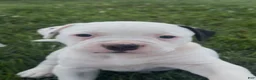 American Bulldog dogs for sale: Marley - Ad 4