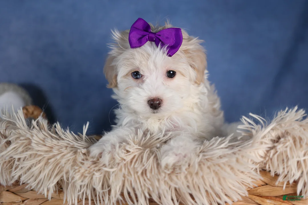 Havapoo dogs for sale: FANCY - Ad 9