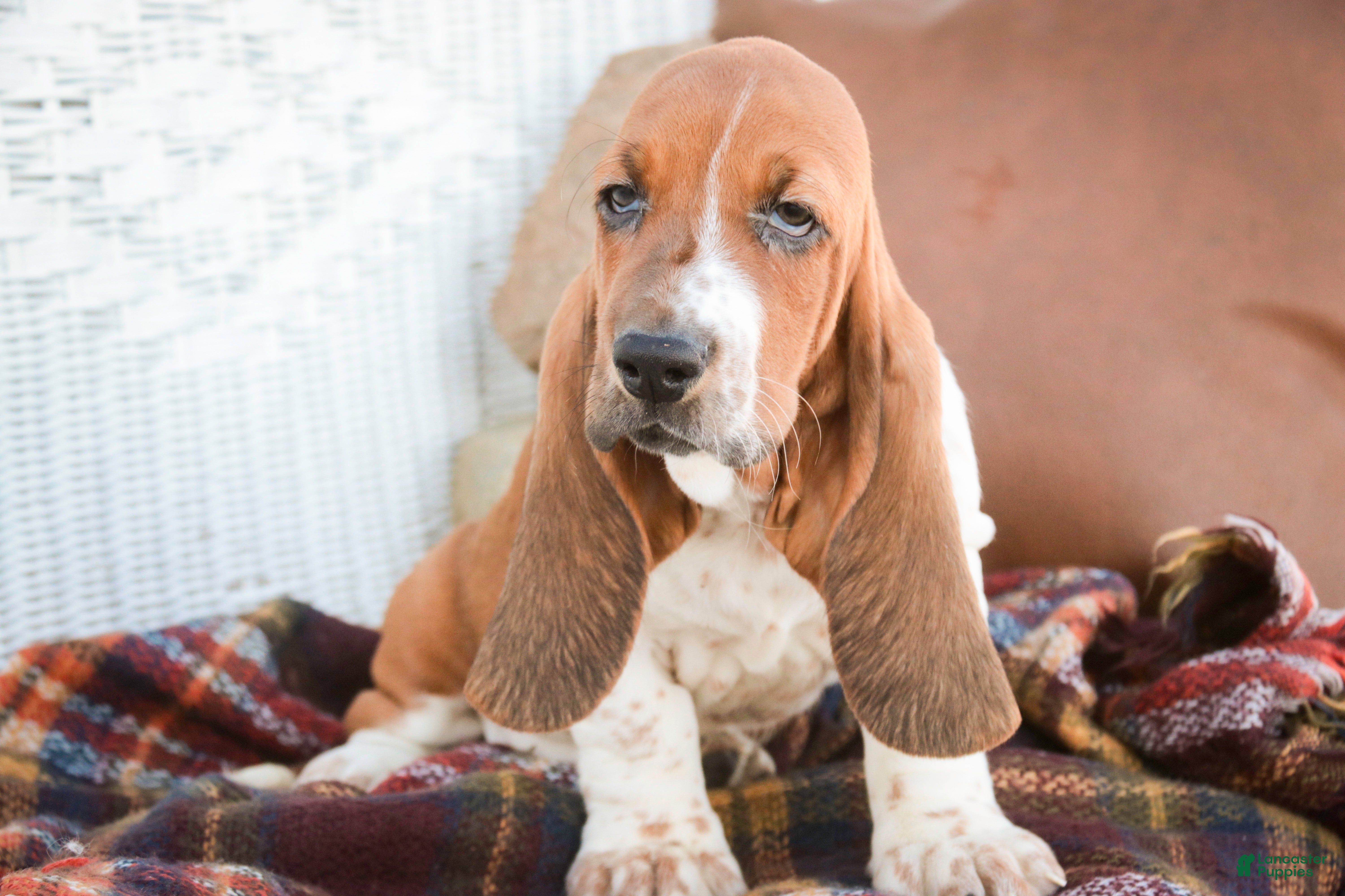 Basset Hound dogs Atticus - Ad 2