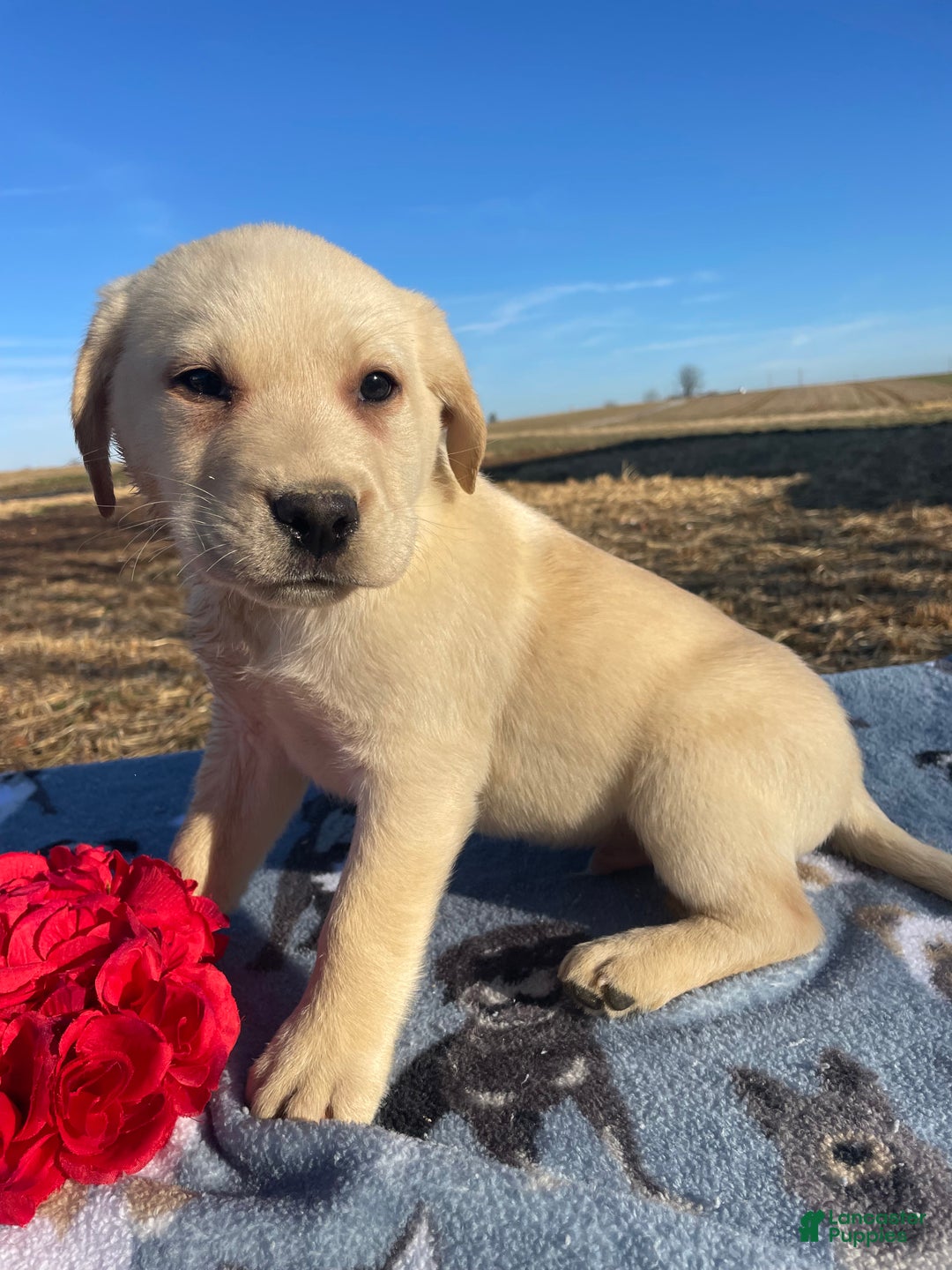 Labrador Retriever dogs for sale: Winter - Ad 2