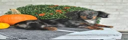 Miniature Dachshund dogs for sale: Chief - Ad 3