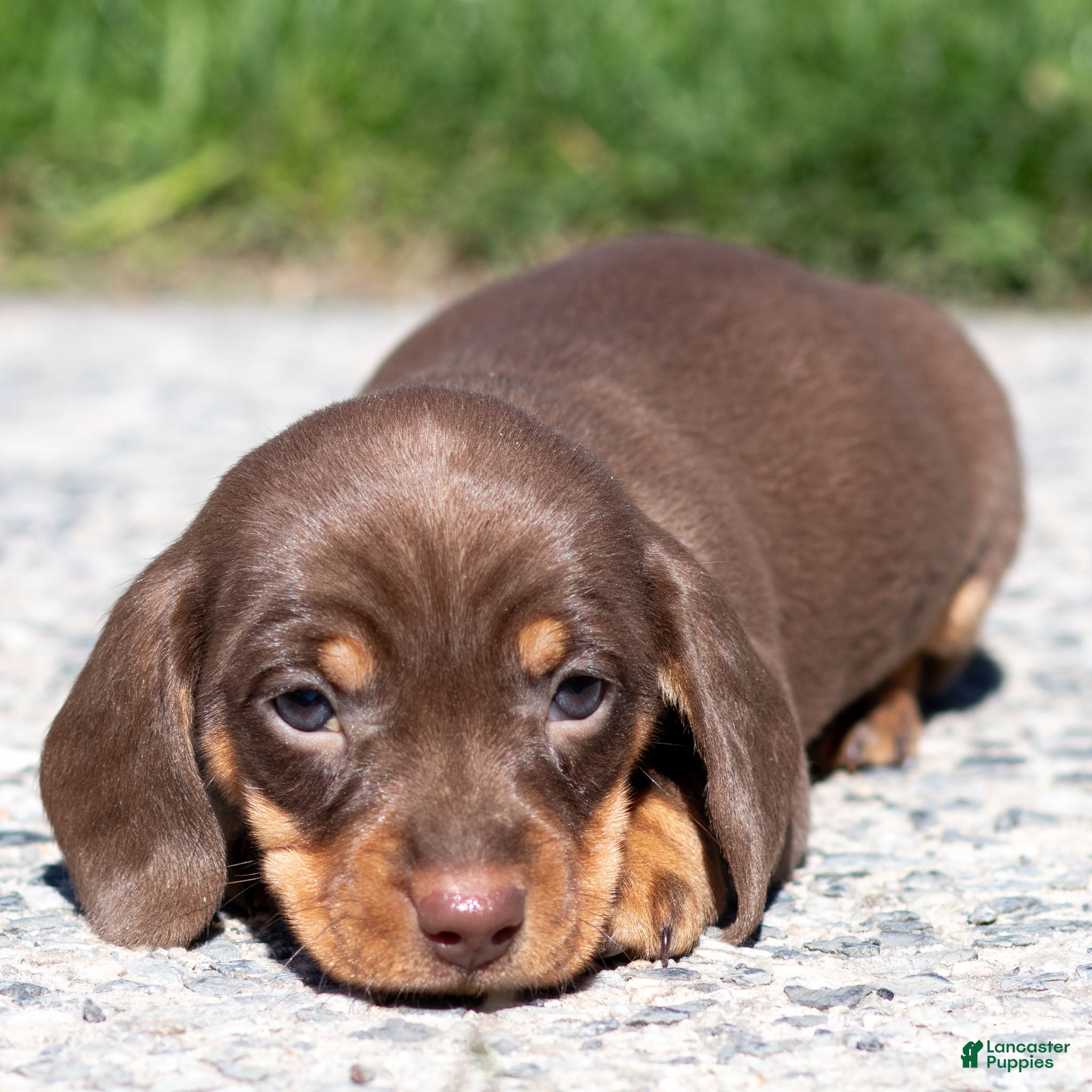Miniature Dachshund dogs Nellie Miniature Dachshund Puppy  - Ad 1
