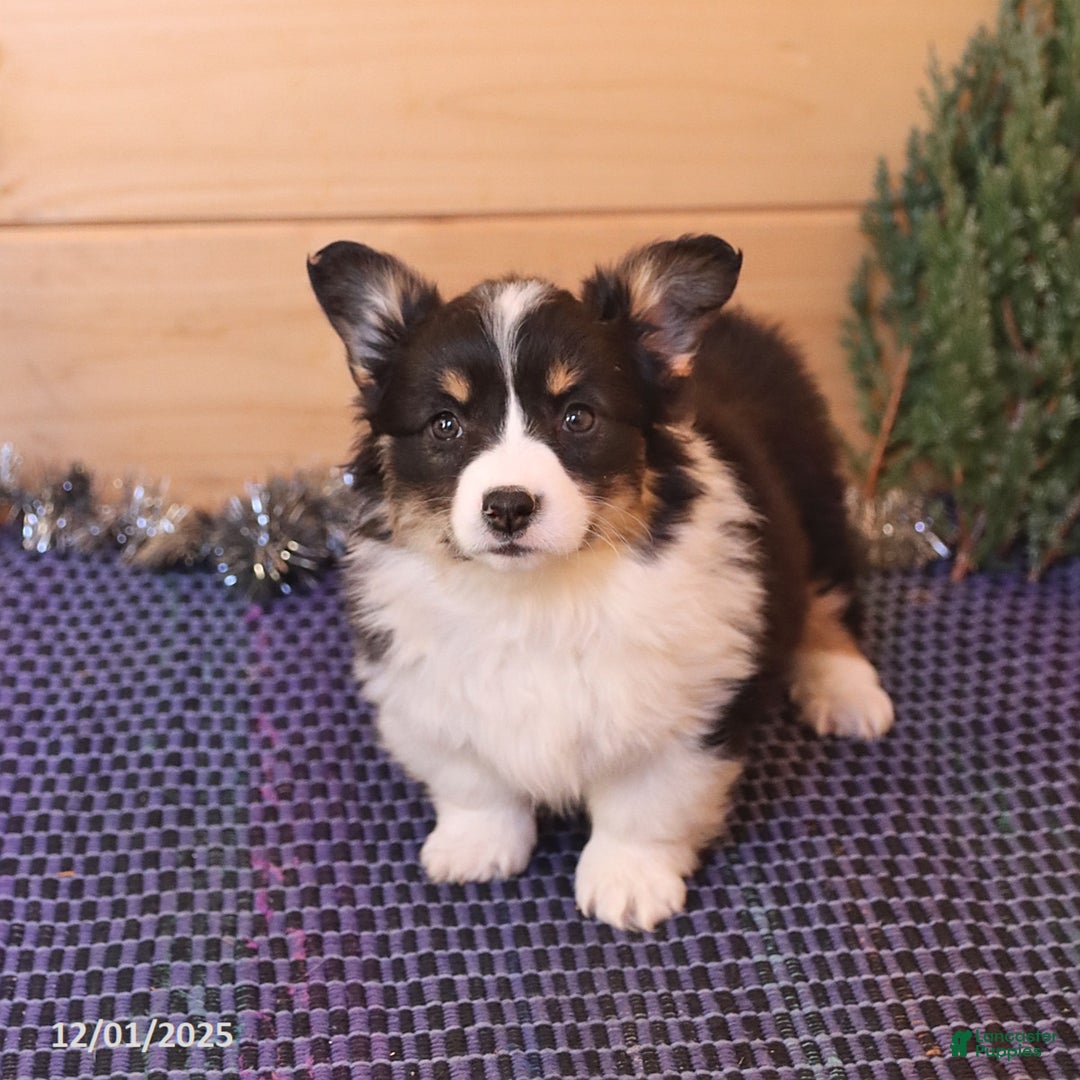 Welsh Corgi Pembroke dogs for sale: Holly - Ad 2