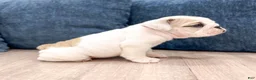 Beabull dogs for sale: Macy - Ad 4