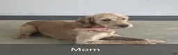 Mini Goldendoodle dogs for sale: King - New Video - Ad 9