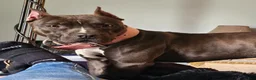 American Pit Bull Terrier dogs for sale: American Pit Bull Terrier - Ad 5
