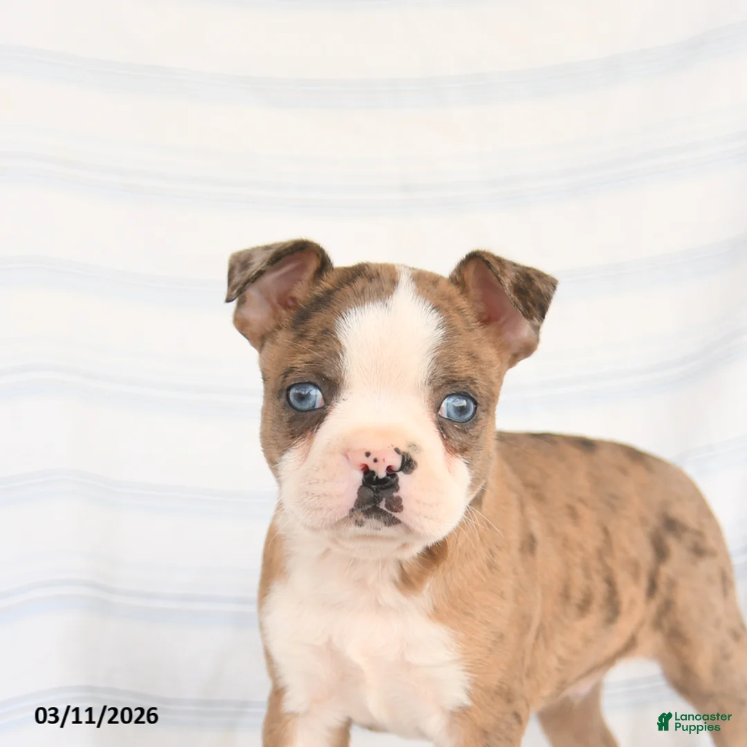 Boston Terrier dogs for sale: Asher - Ad 5