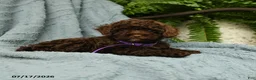 Toy Poodle dogs for sale: Gracie - Ad 5