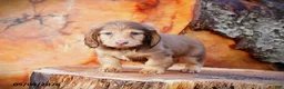 Miniature Dachshund dogs for sale: Diamond - Ad 1