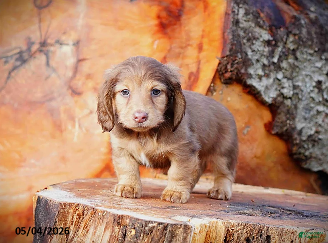 Miniature Dachshund dogs for sale: Diamond - Ad 1