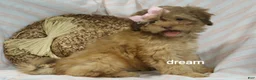 Shihpoo dogs for sale: Sage - Ad 3