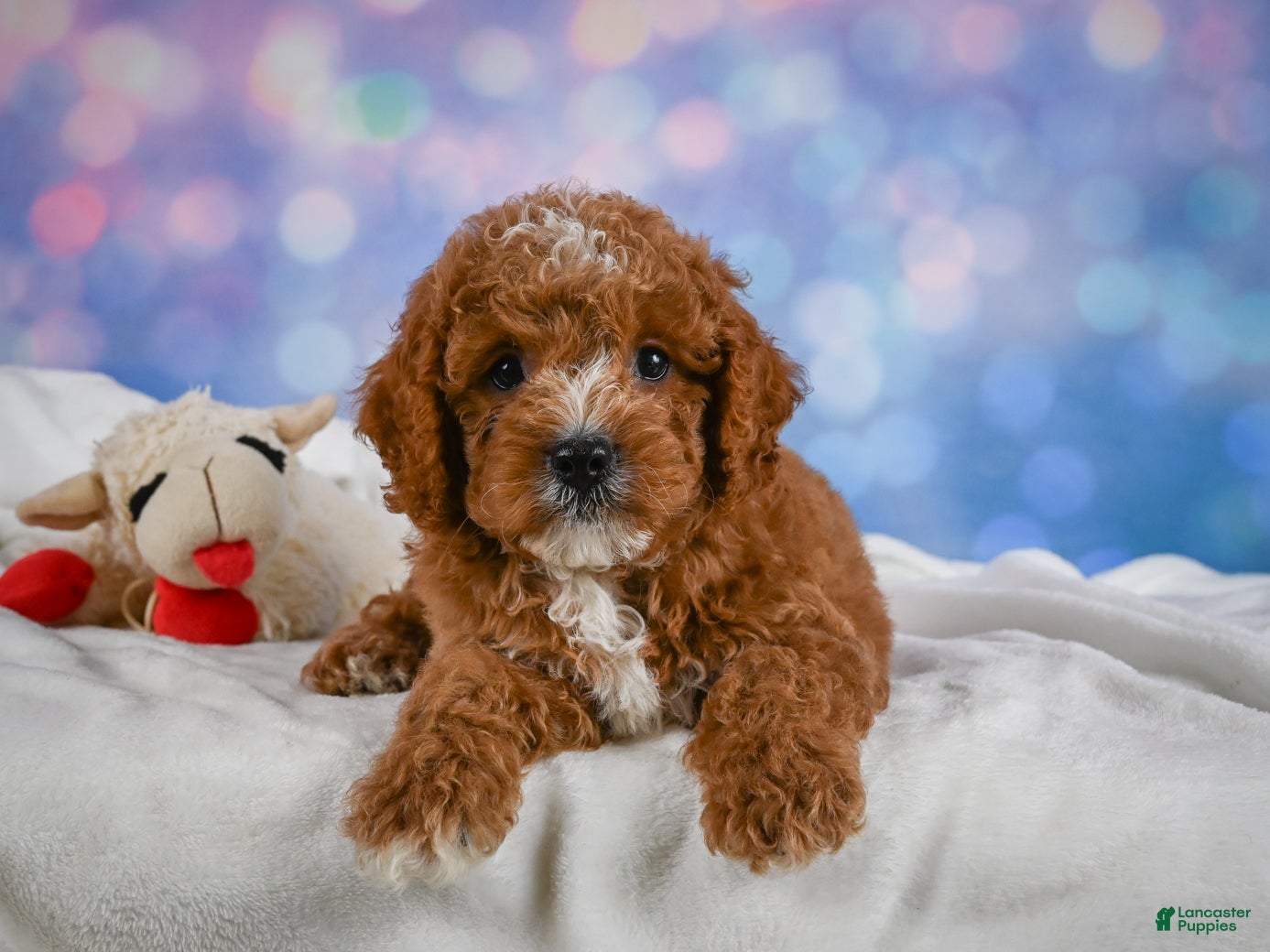 Cavapoo dogs Carl - Ad 2