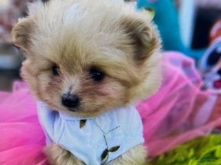 Pomeranian dogs - Ad 34