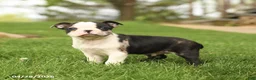 Boston Terrier dogs for sale: Romeo - Ad 3