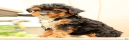 Morkie dogs for sale: Darcy - Ad 7