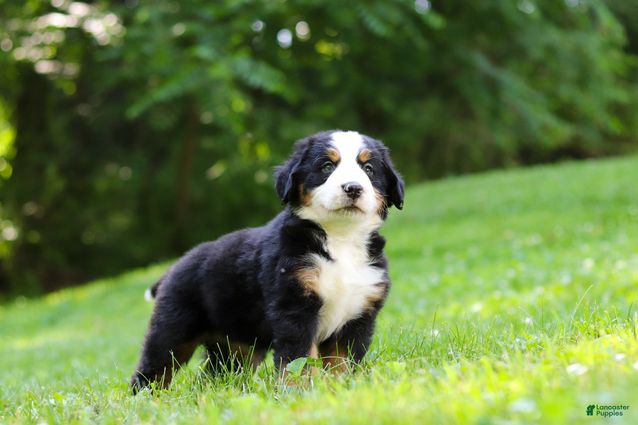 Bernese Mountain Dog dogs Jolene - Ad 2