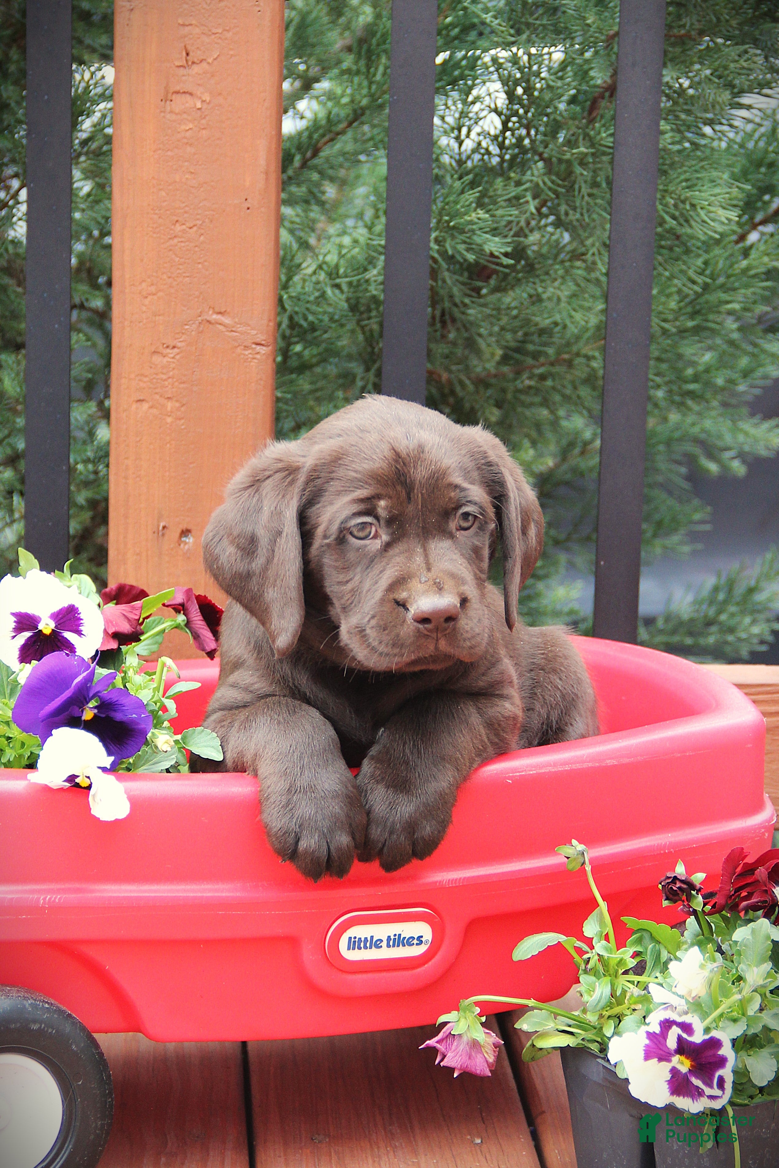 Labrador Retriever dogs Dante - Ad 1