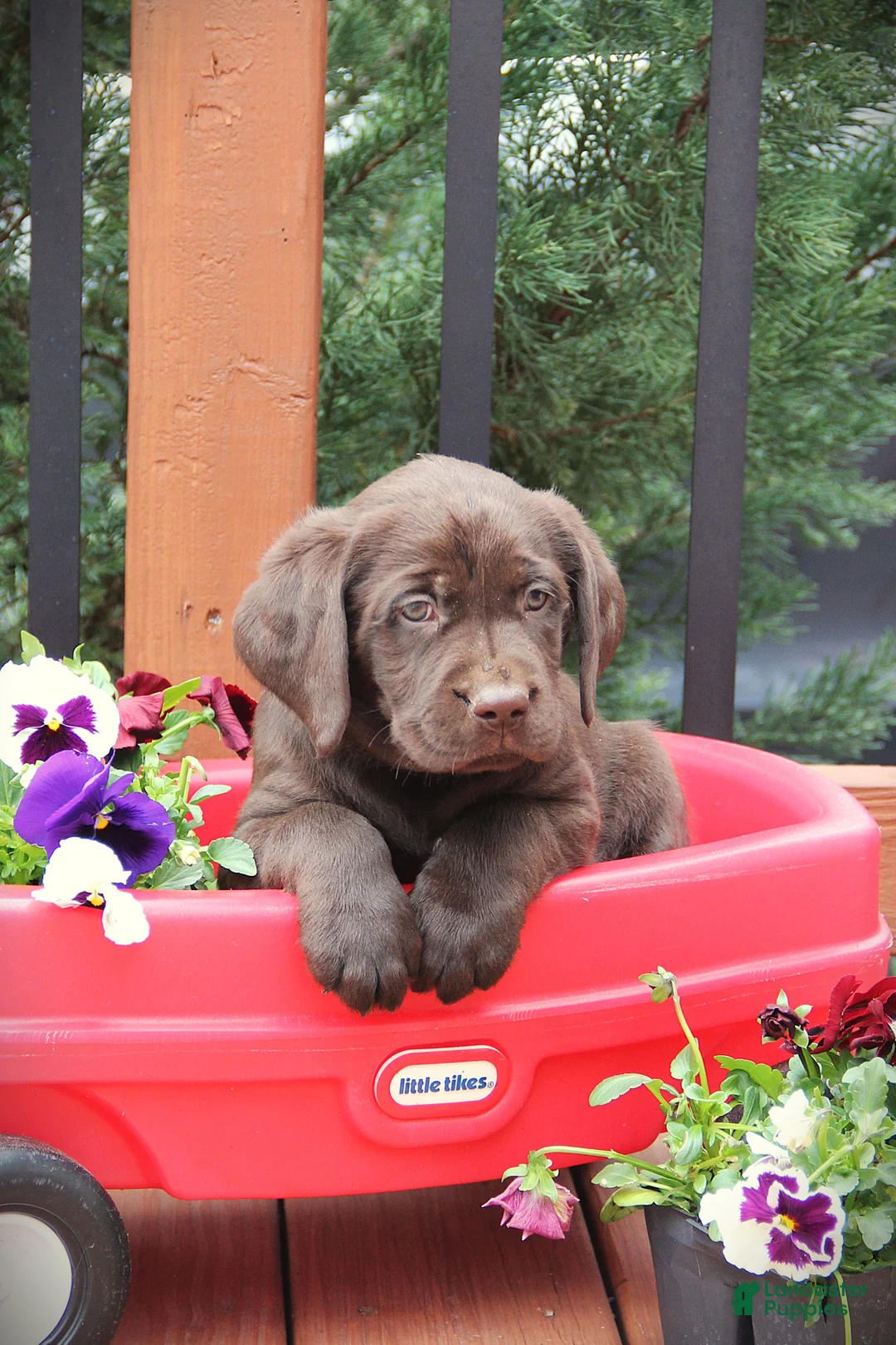 Labrador Retriever dogs for sale: Dante - Ad 1