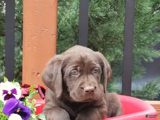 Labrador Retriever dogs for sale: Dante - Ad 4