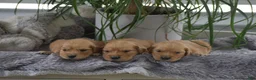 Golden Retriever dogs for sale: Brett - Ad 5