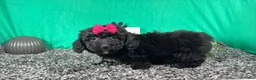 Miniature Poodle dogs for sale: Miniature Poodle 5 - Ad 2