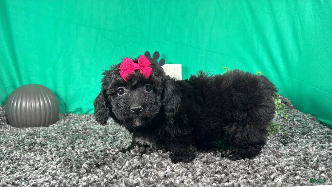 Miniature Poodle dogs for sale: Miniature Poodle 5 - Ad 2