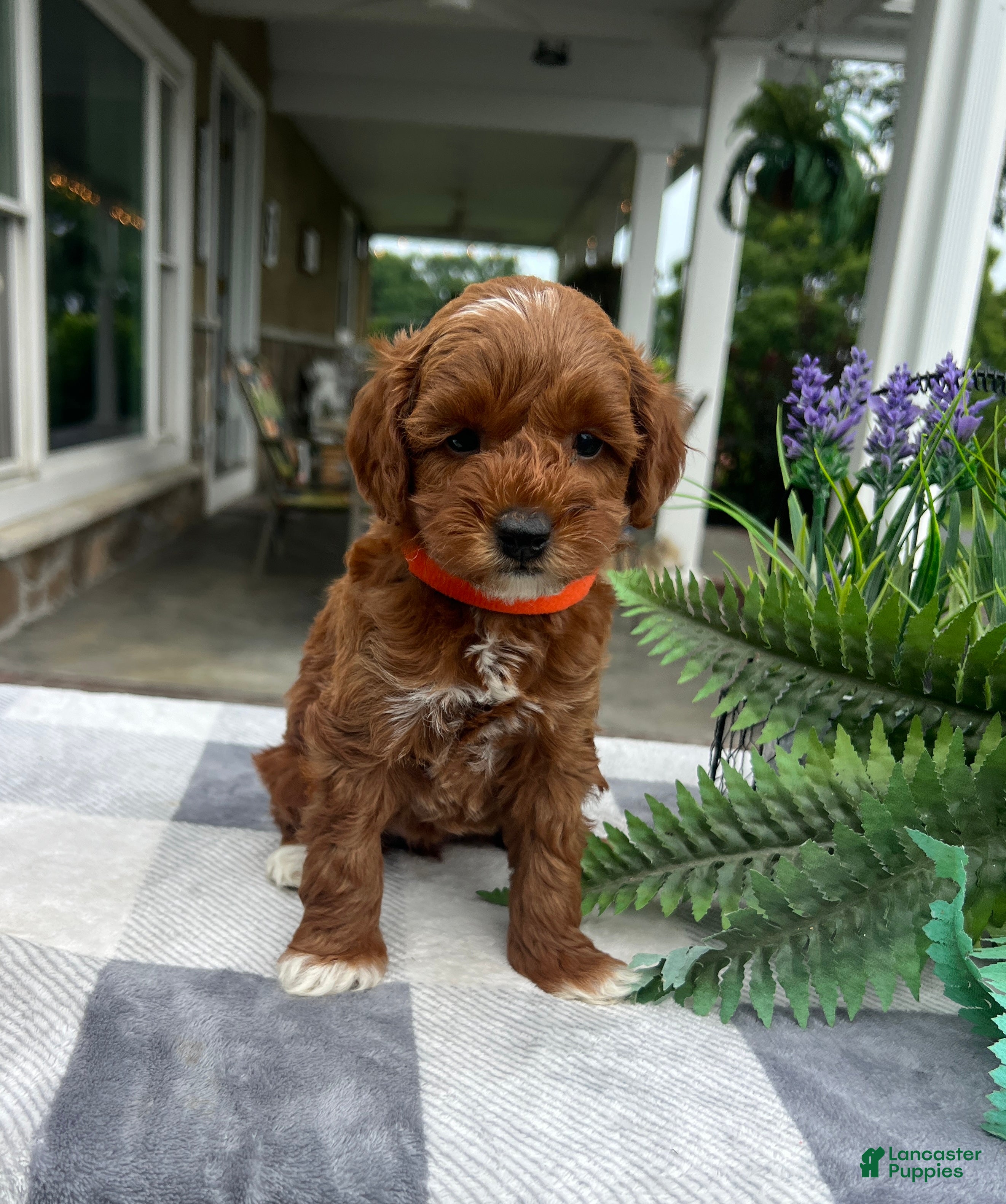Mini Goldendoodle dogs Clara - Ad 2