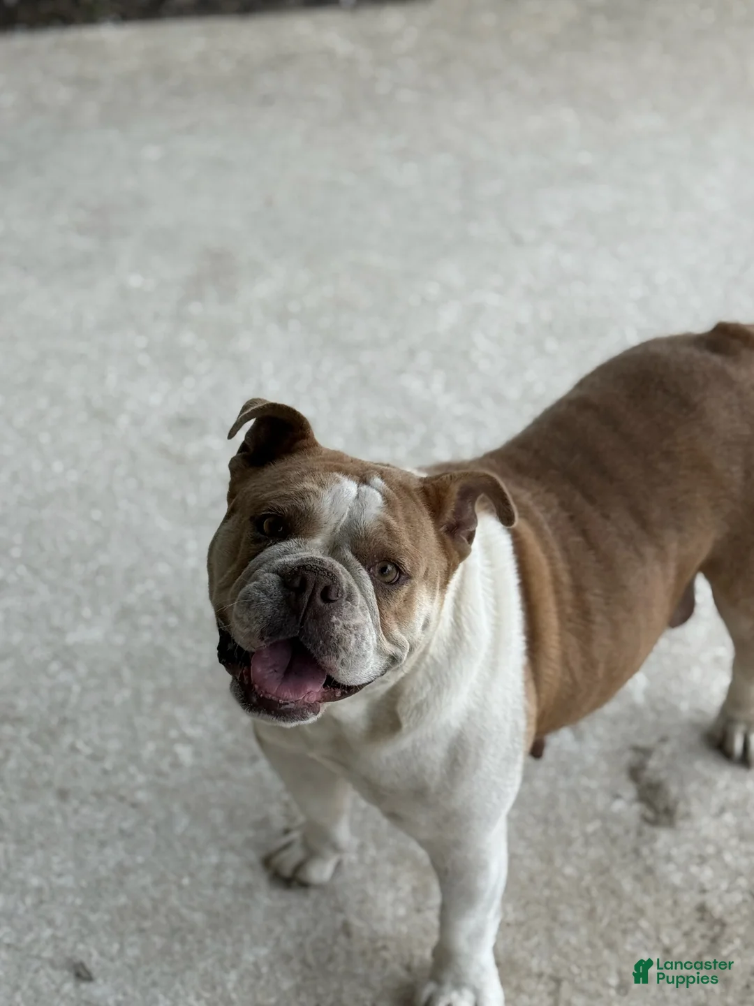 English Bulldog dogs for sale: Penny - Ad 6