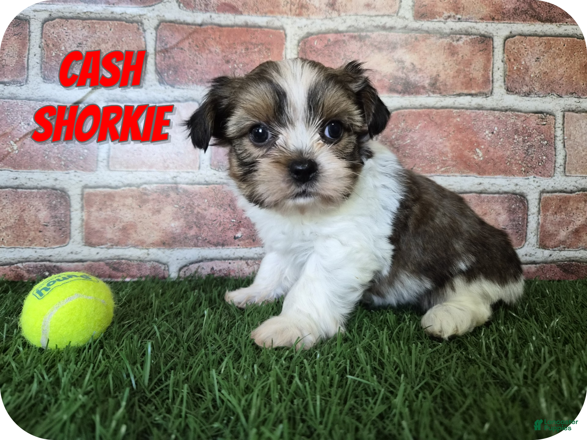 Shorkie dogs Cash - Ad 1
