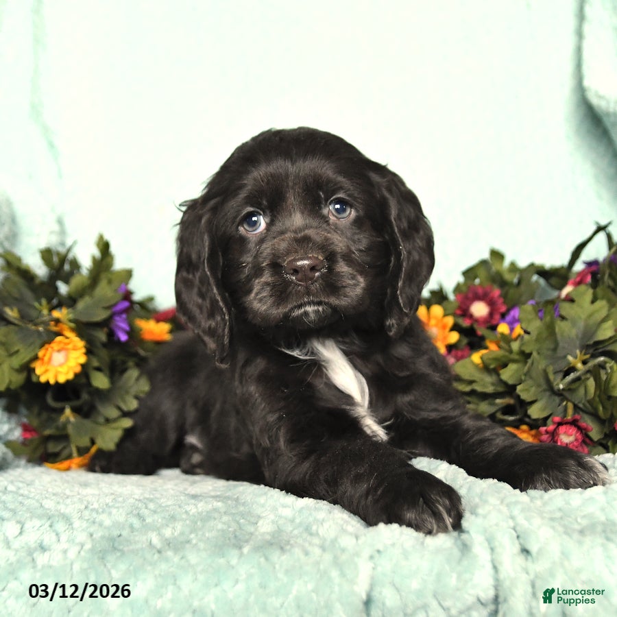 Cocker Spaniel dogs Sadie - Ad 2