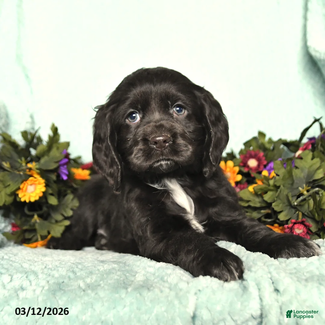 Cocker Spaniel dogs for sale: Sadie - Ad 2