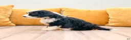 Mini Bernedoodle dogs for sale: Hailey - Ad 2