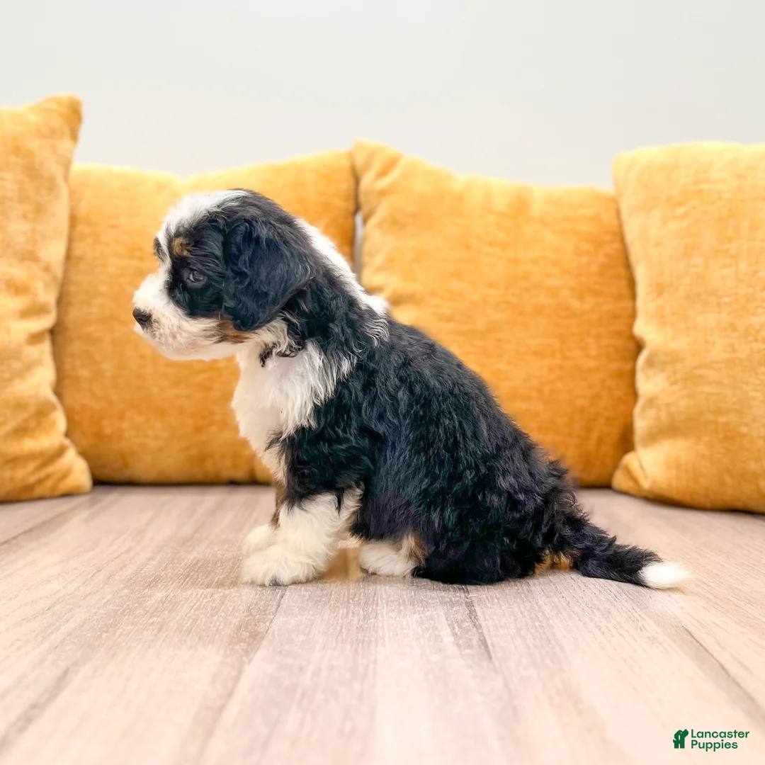 Mini Bernedoodle dogs for sale: Hailey - Ad 2