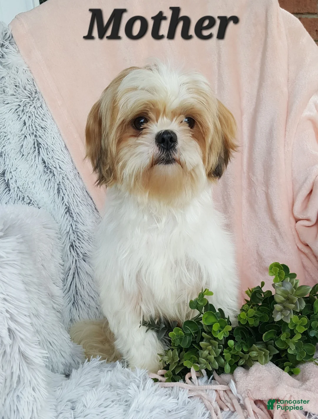Shihpoo dogs for sale: Lenny - Ad 11
