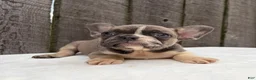 French Bulldog dogs for sale: Rowen - Ad 4