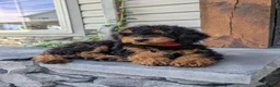 Cavapoo dogs for sale: Max - Ad 4