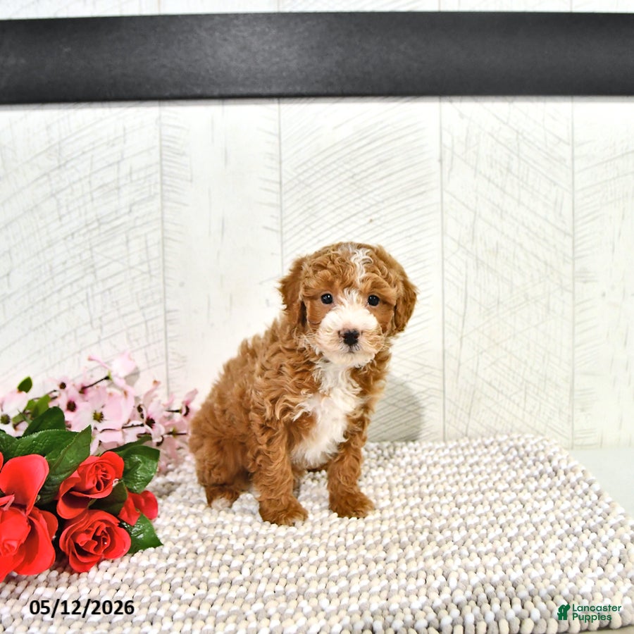 Miniature Poodle dogs Randall - Ad 2