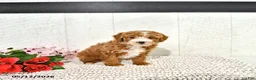Miniature Poodle dogs for sale: Randall - Ad 6
