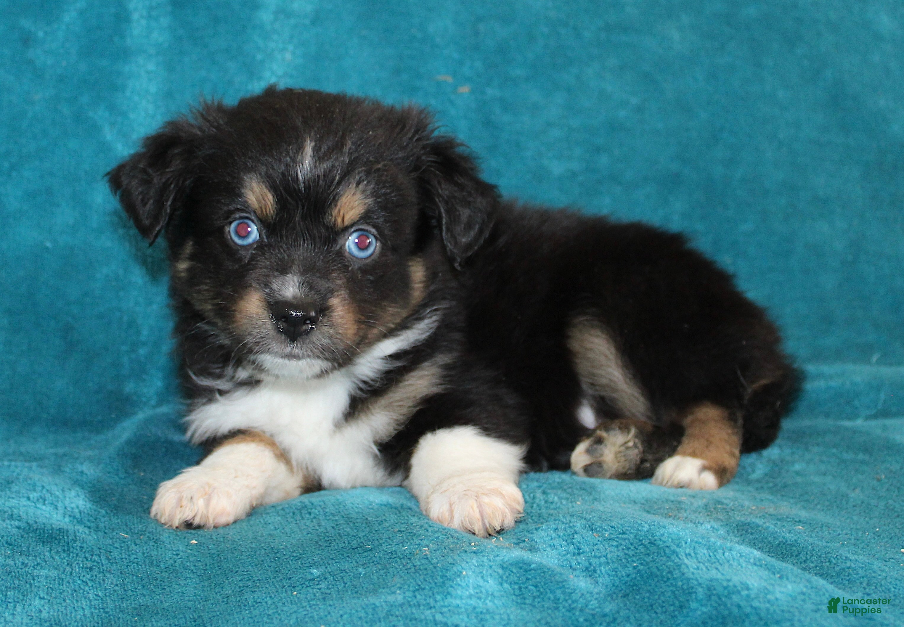 Miniature Australian Shepherd dogs Jasper - Ad 1