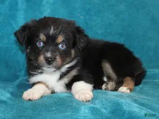 Miniature Australian Shepherd dogs for sale: Jasper - Ad 2