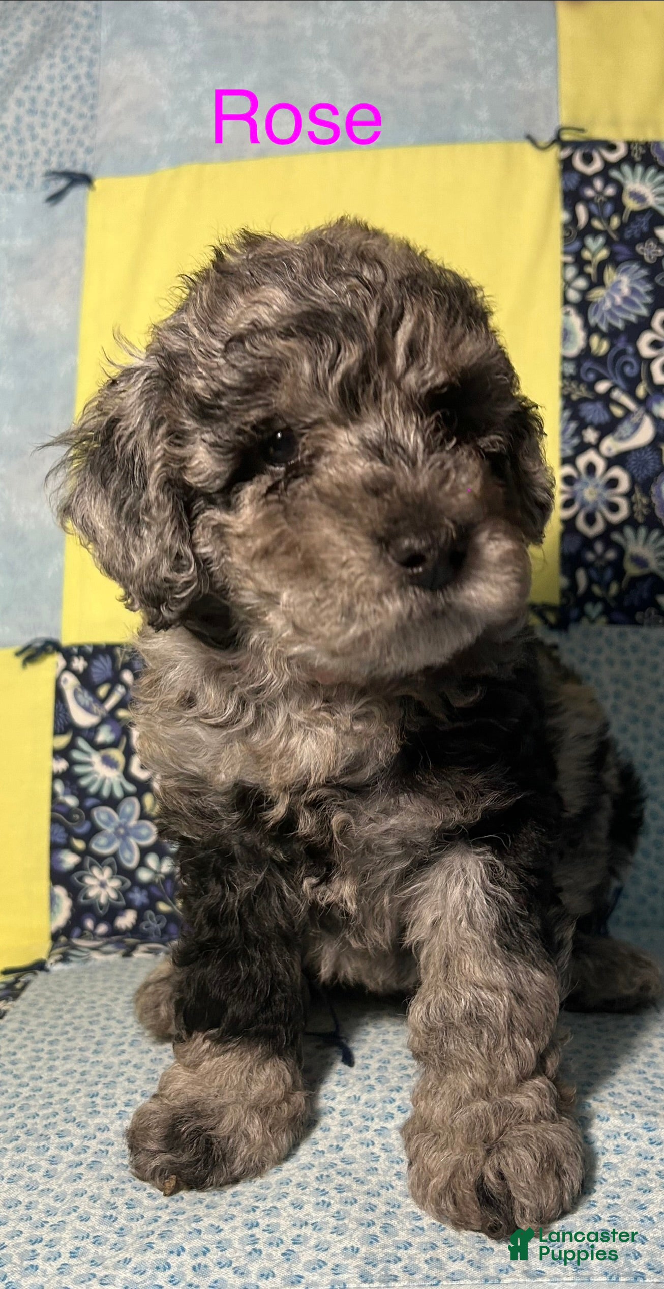 Miniature Poodle dogs for sale: Rose - Ad 25